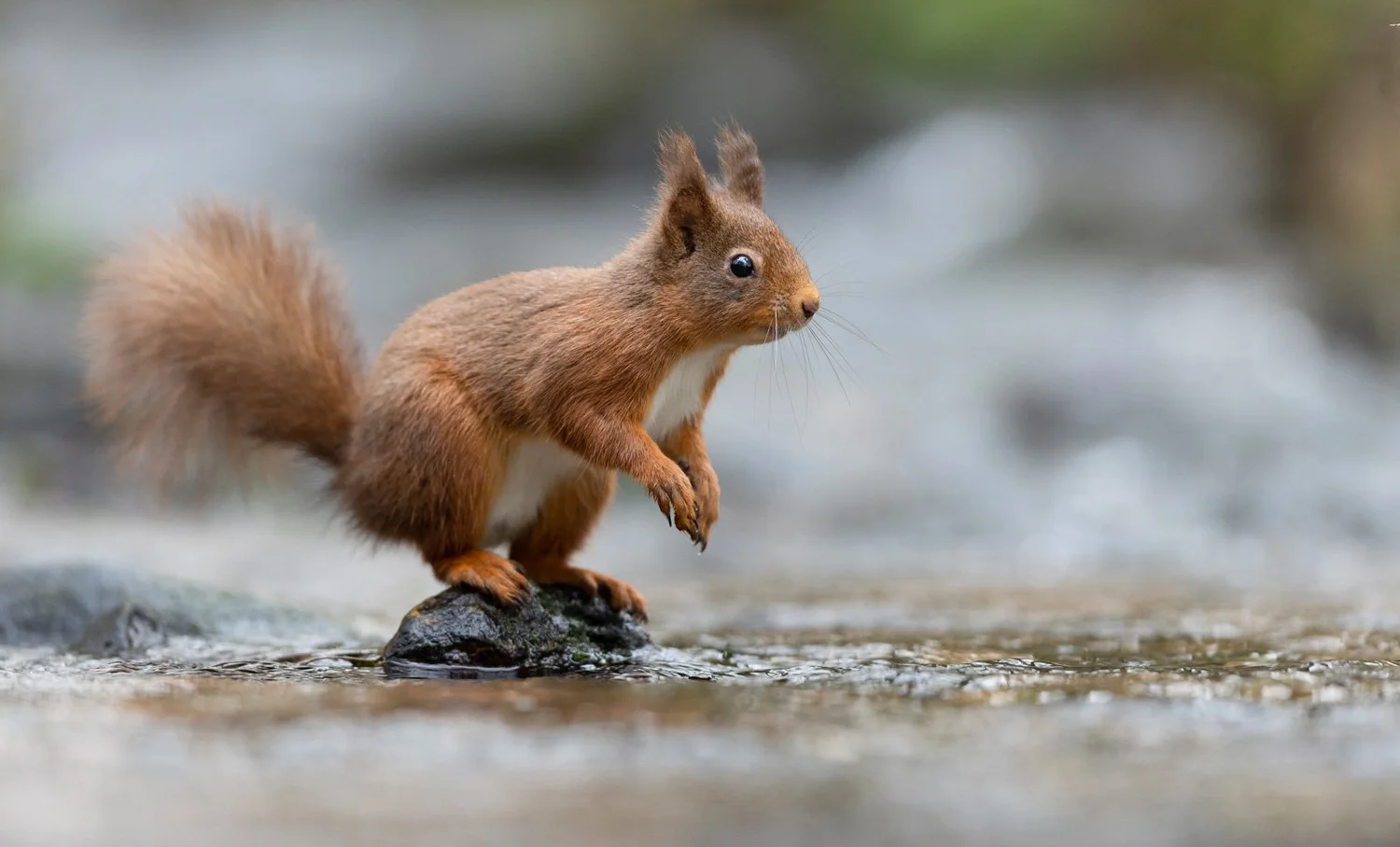 Winners Of The British Wildlife Photography Awards 2024 Announced – UBXYW