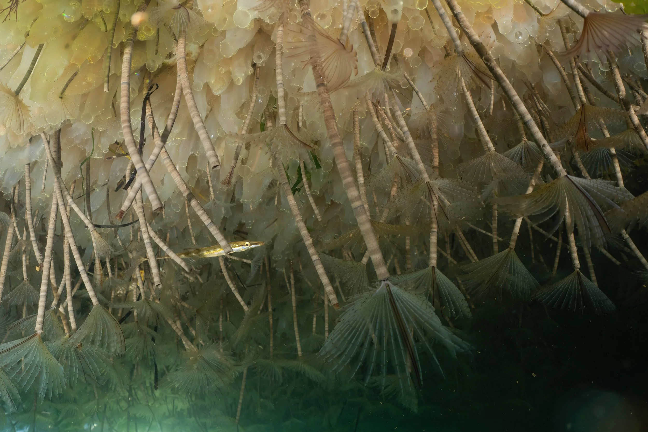 "Pontoon Life" by Sandra Stalker