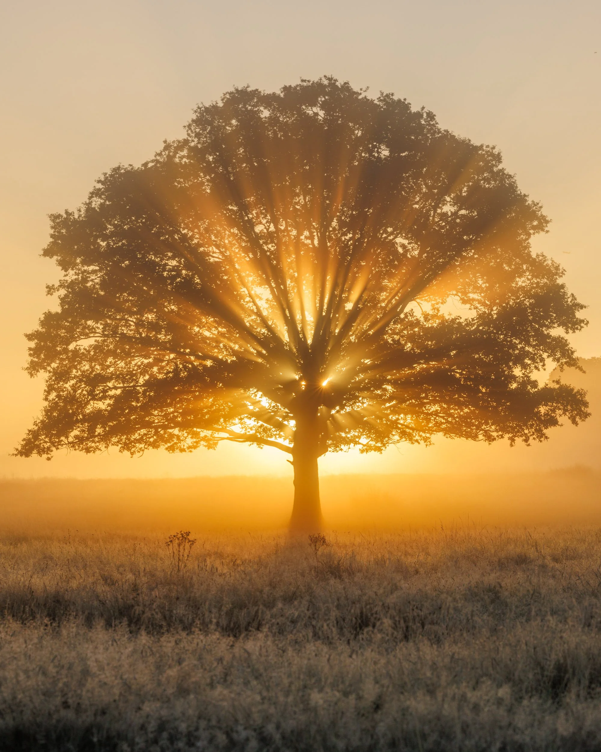 "Morning Gold" by Felix Belloin