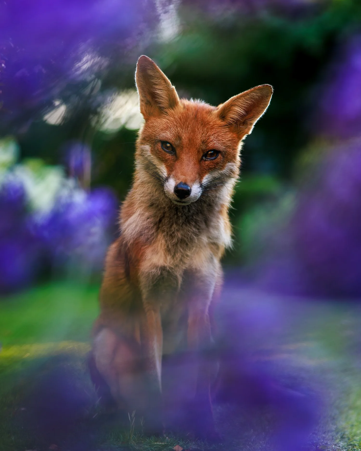 2026 Winners — British Wildlife Photography Awards