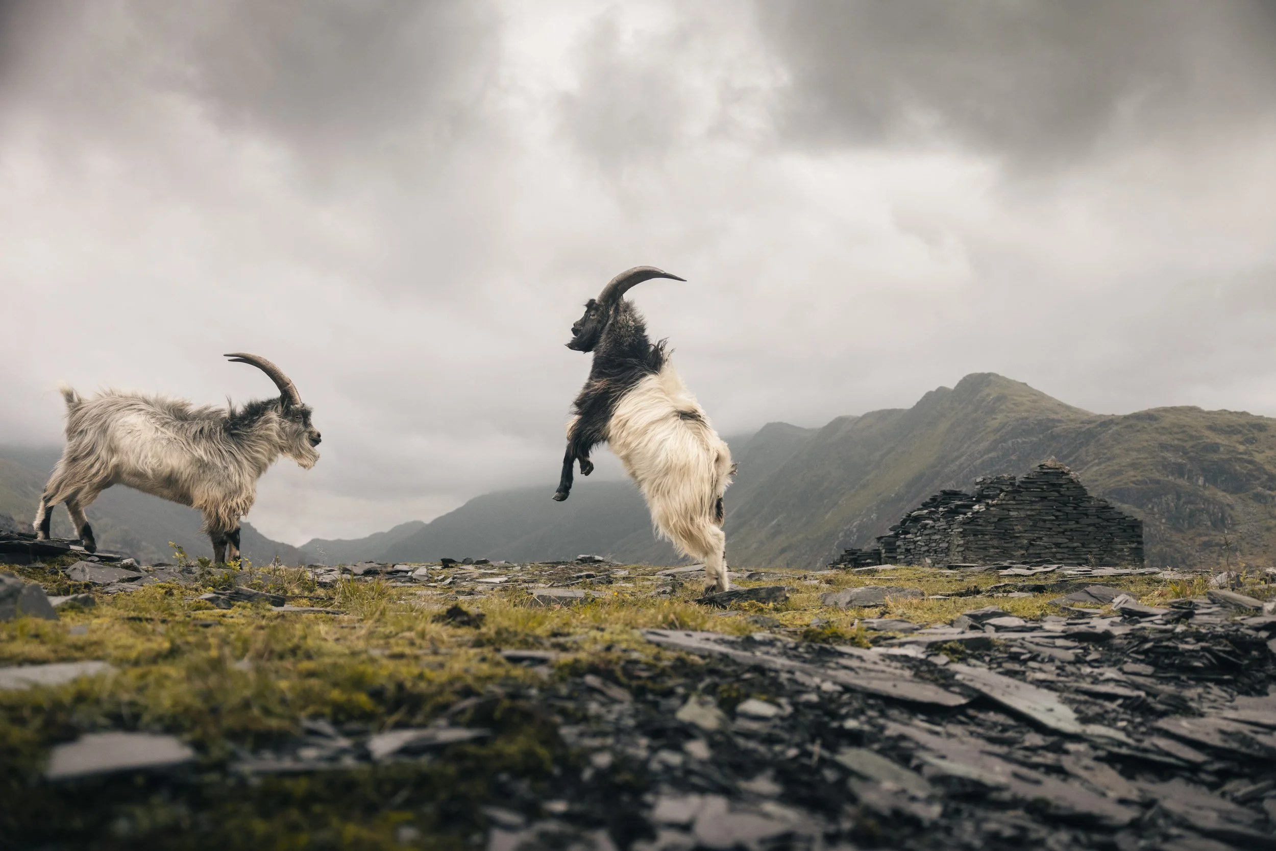 "Duelling Goats" by Andrew Lanxon