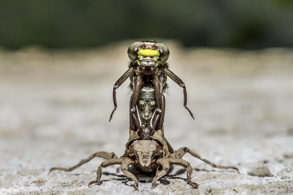 2016 Winners — British Wildlife Photography Awards