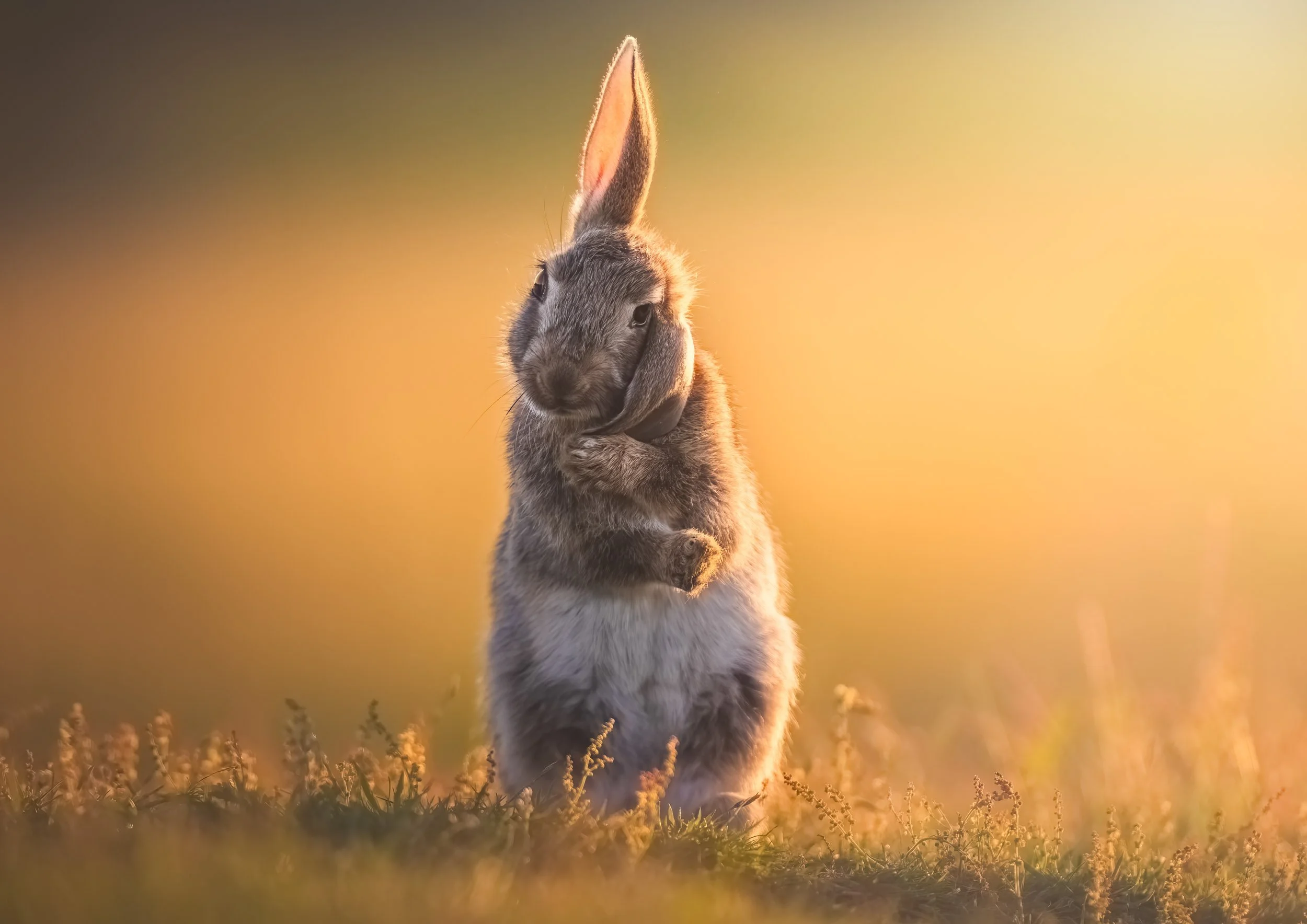 "The Shy Rabbit" by Gaston Galvan