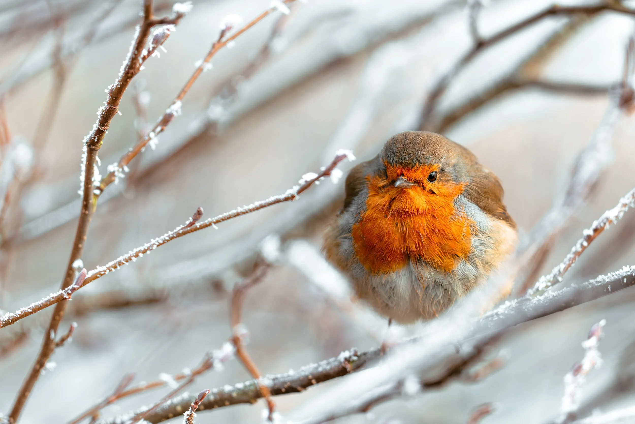 "Winter Robin" by Anton Poon