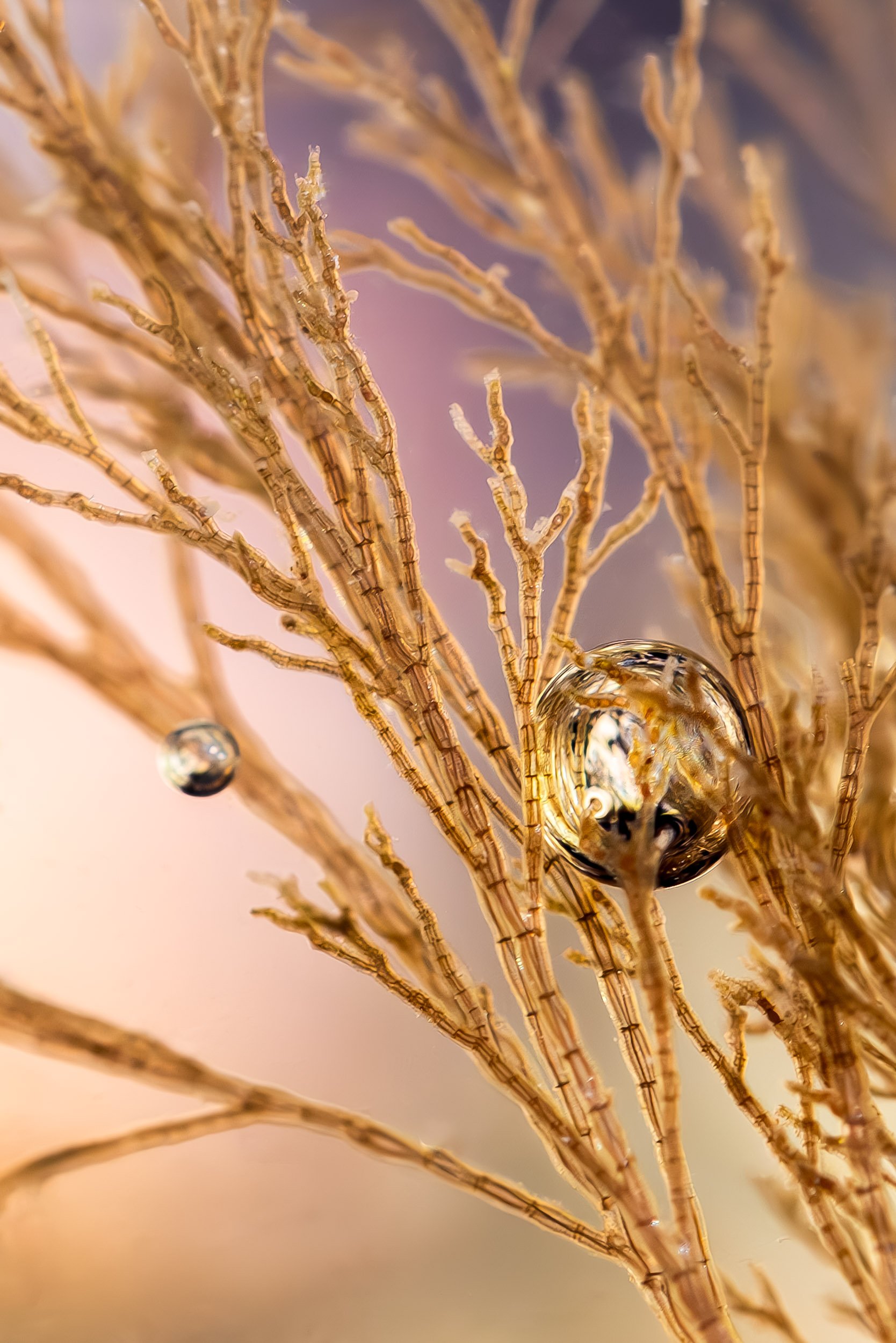 "Ocean Lungs" by Ben Lindberg