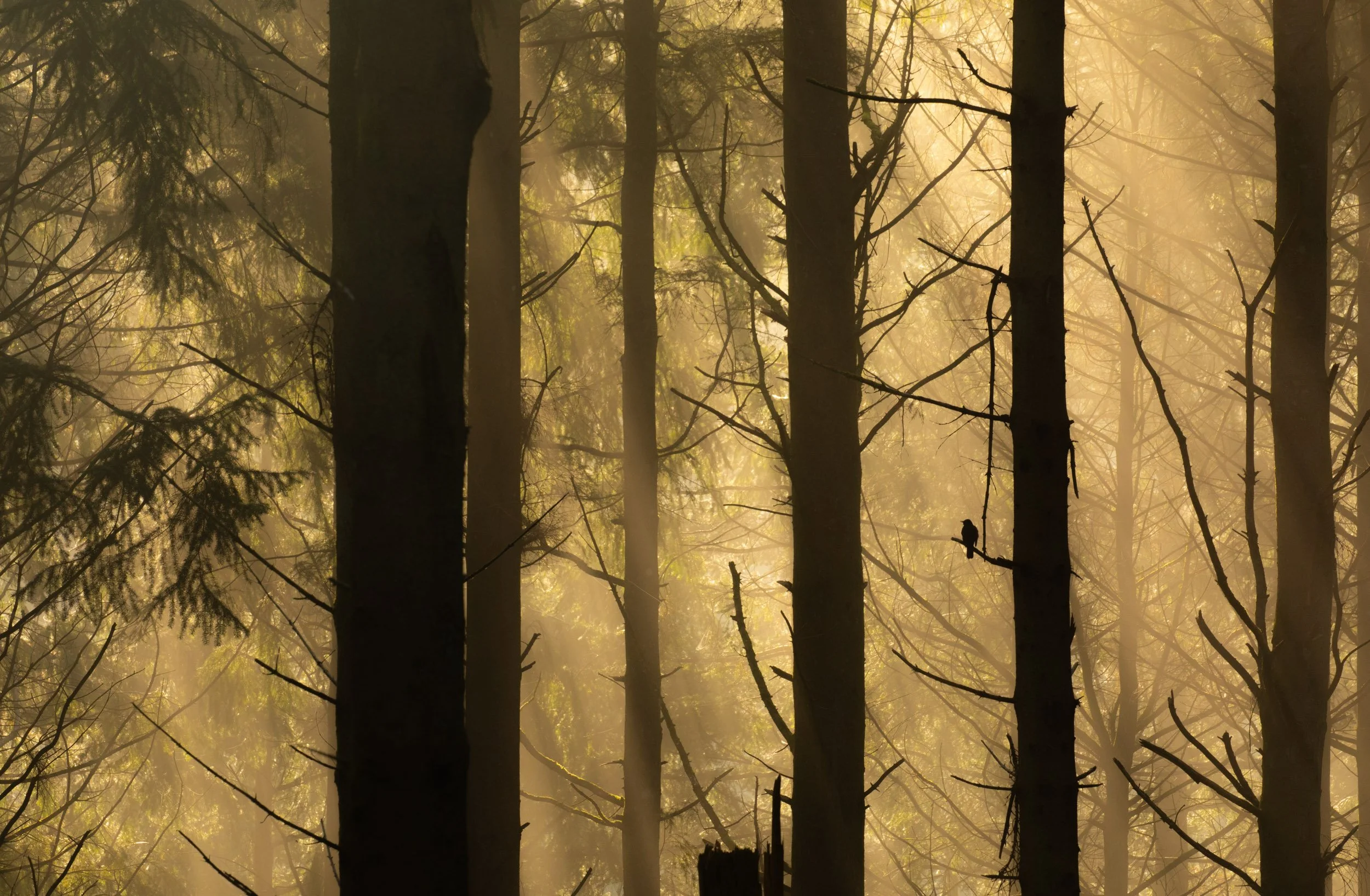 "Into the Light" by Ben Pulletz