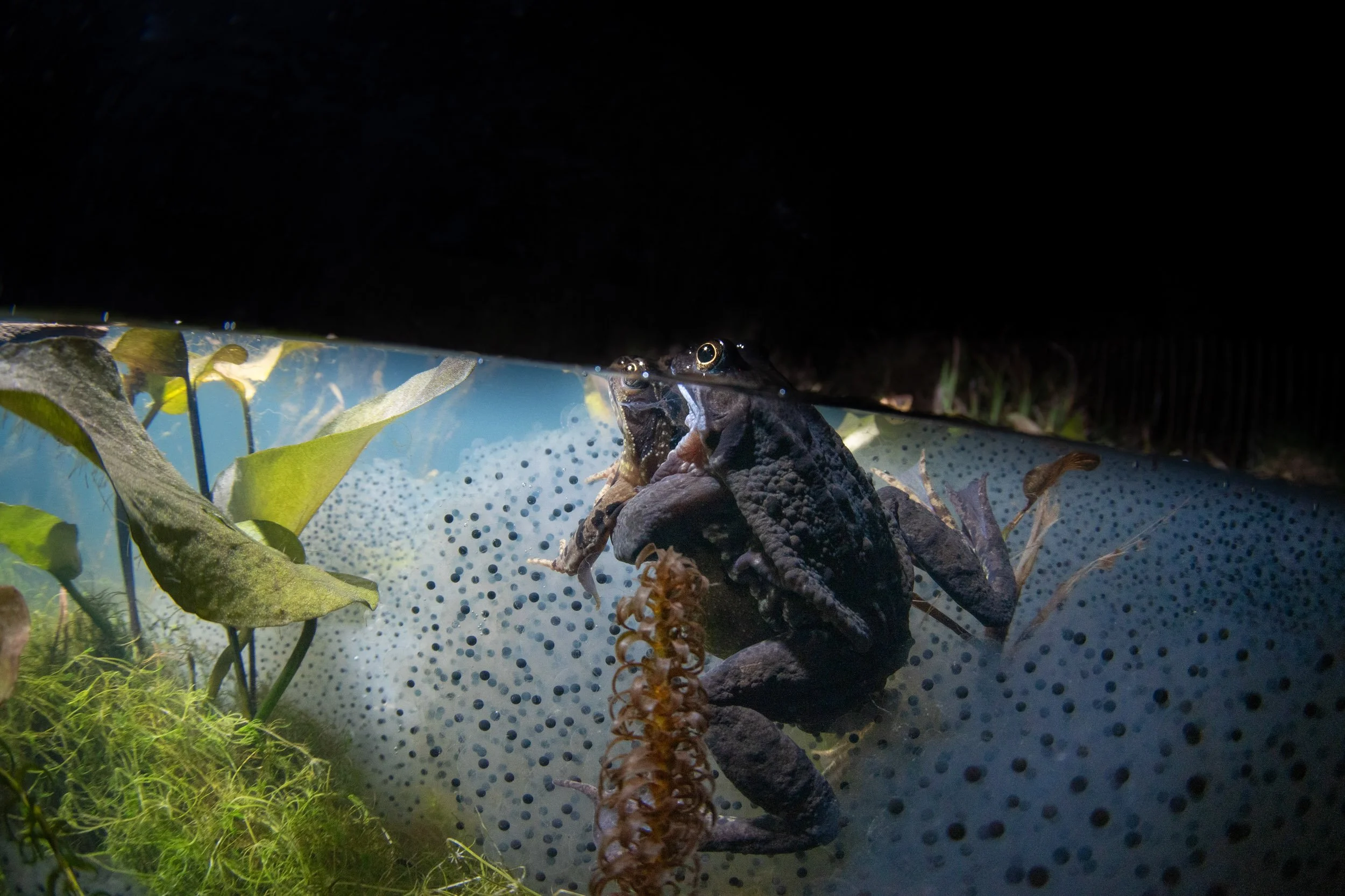 "Midnight Amplexus" by Kjetil Kalla