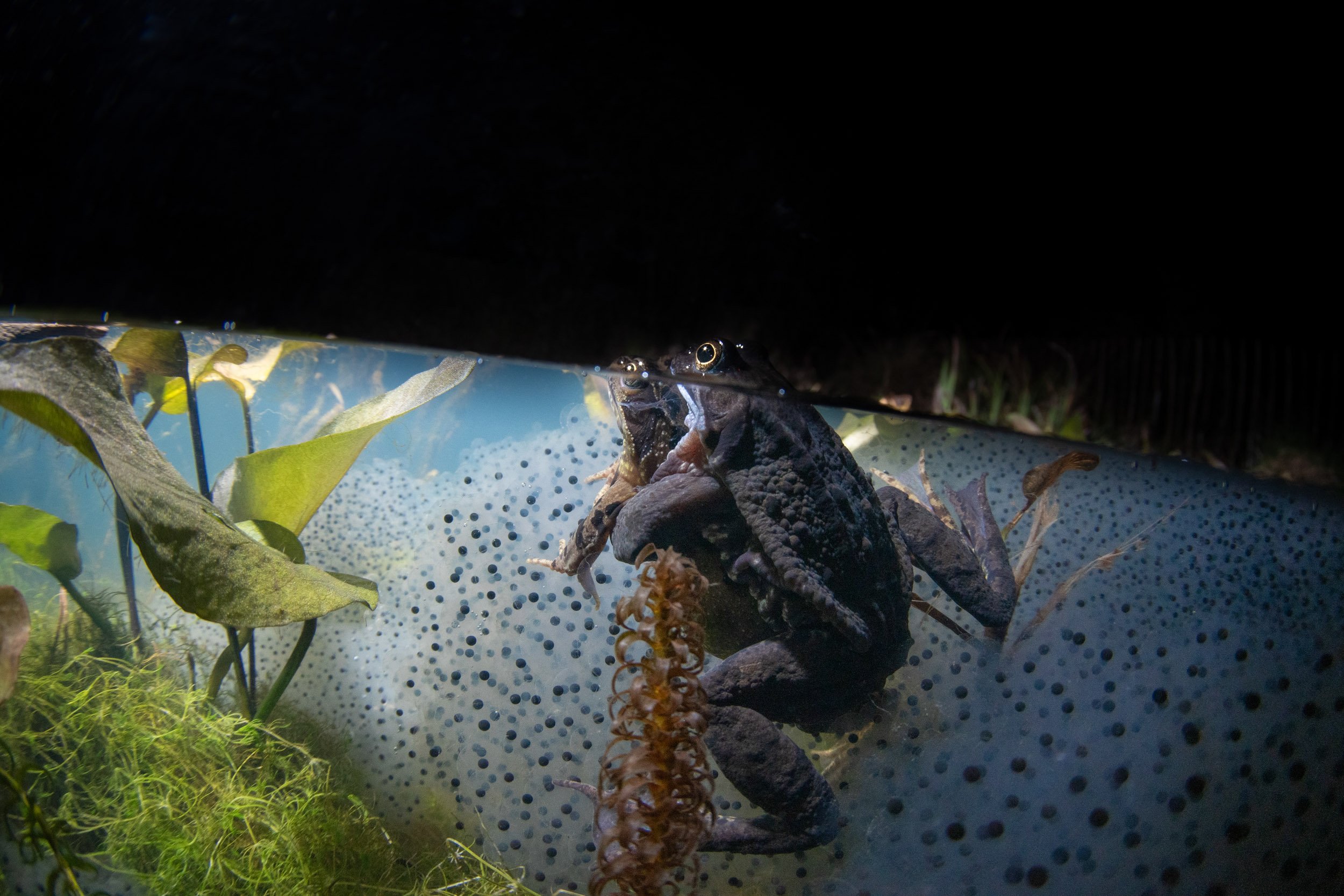 2026 Winners — British Wildlife Photography Awards