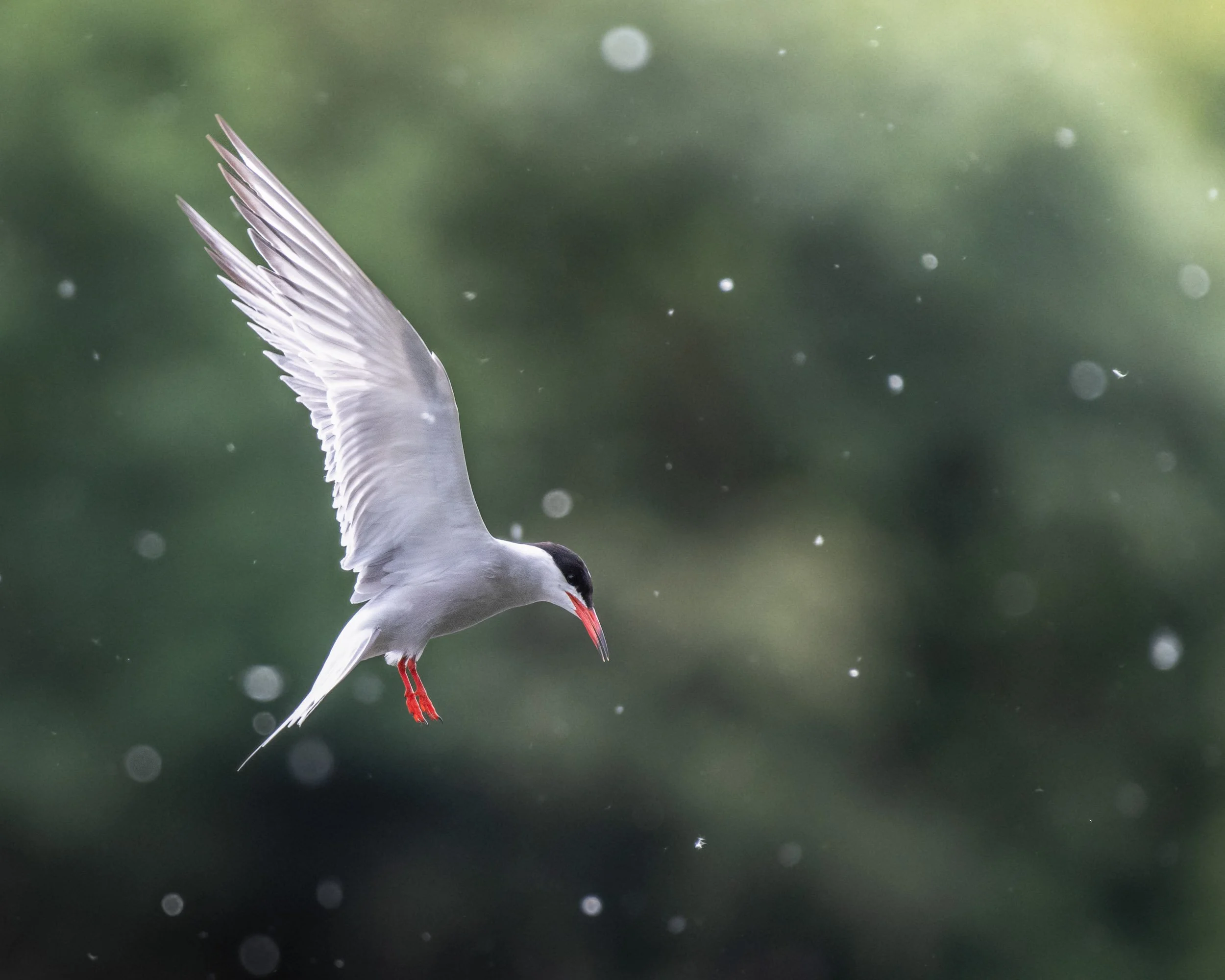 "Hovering in the Cottonwood" by Jack Crockford
