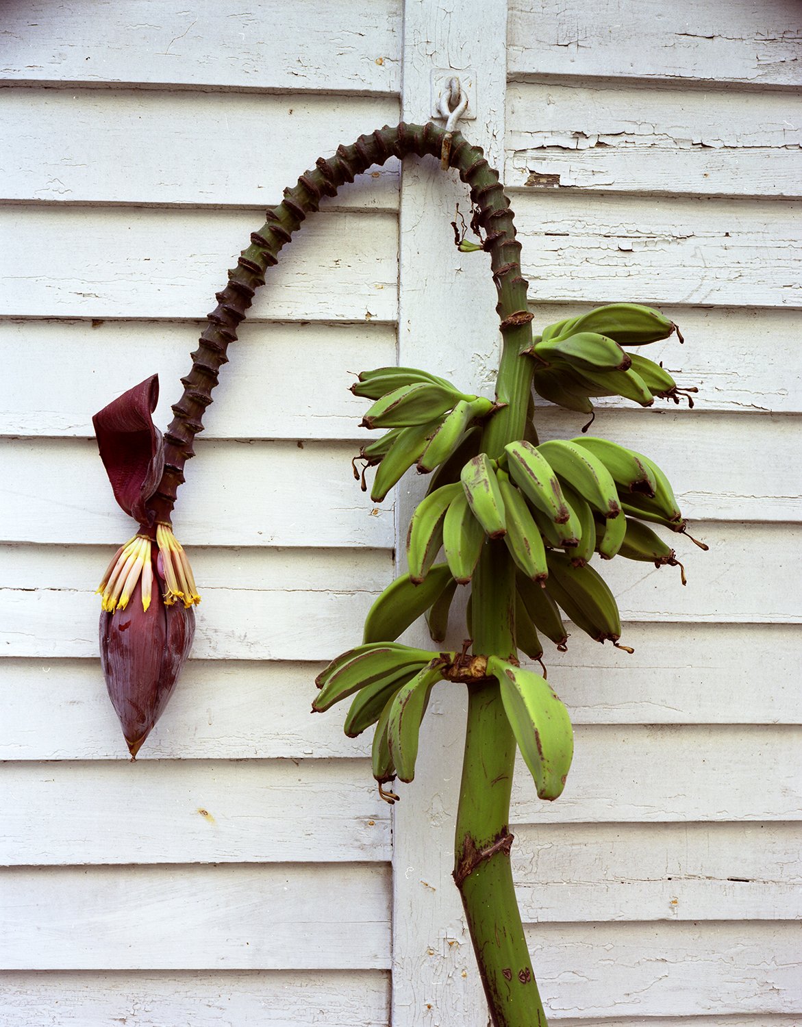 009_StillLife