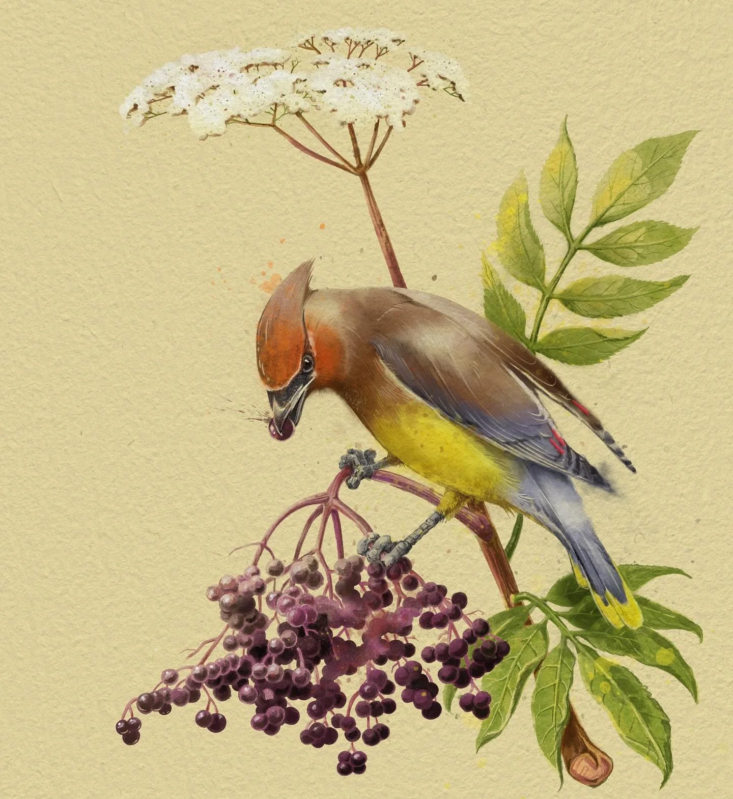 No. 3 in the Frugivore Series for @deadfallbrewco is this tipsy Cedar Waxwing. These guys have such bold colours in such a small space. Capturing the transition between colours was tricky and took some trial and error, but I&rsquo;m happy with the re