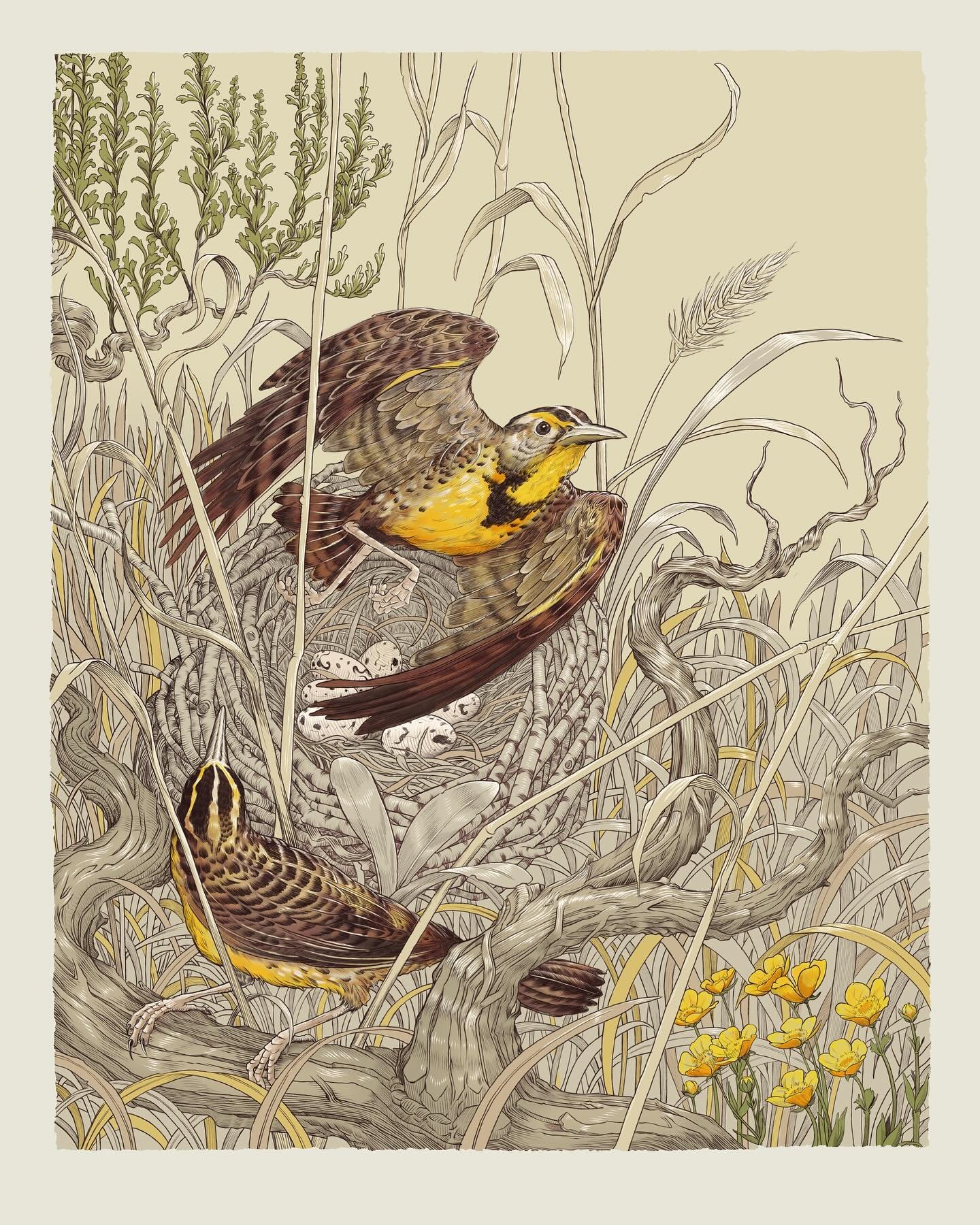 Who&rsquo;s attending the @meadowlarknaturefestival this weekend?
.
.
.
#meadowlark #birding #natureillustration #okanagan #grassland #canadanature #bcwildlife