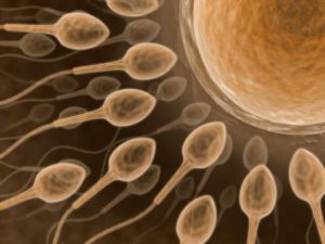 Infertility in Men