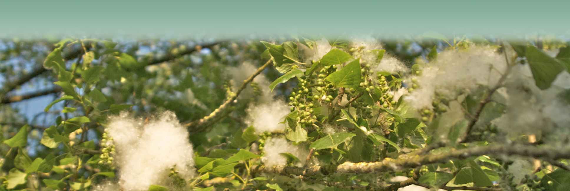 acnj-allergies-banner.png