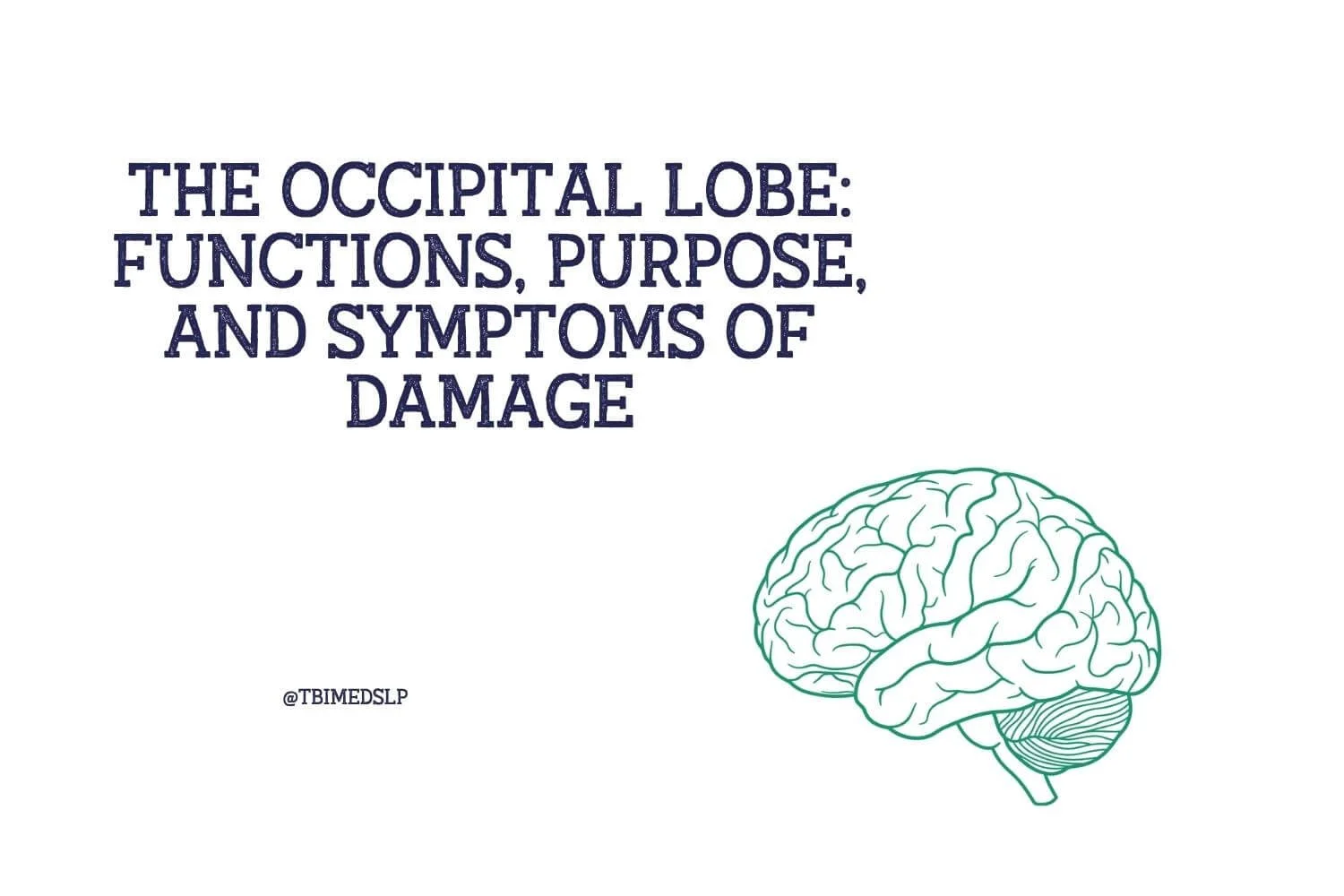 The Occipital Lobe: Functions, Purpose, and Symptoms of Damage