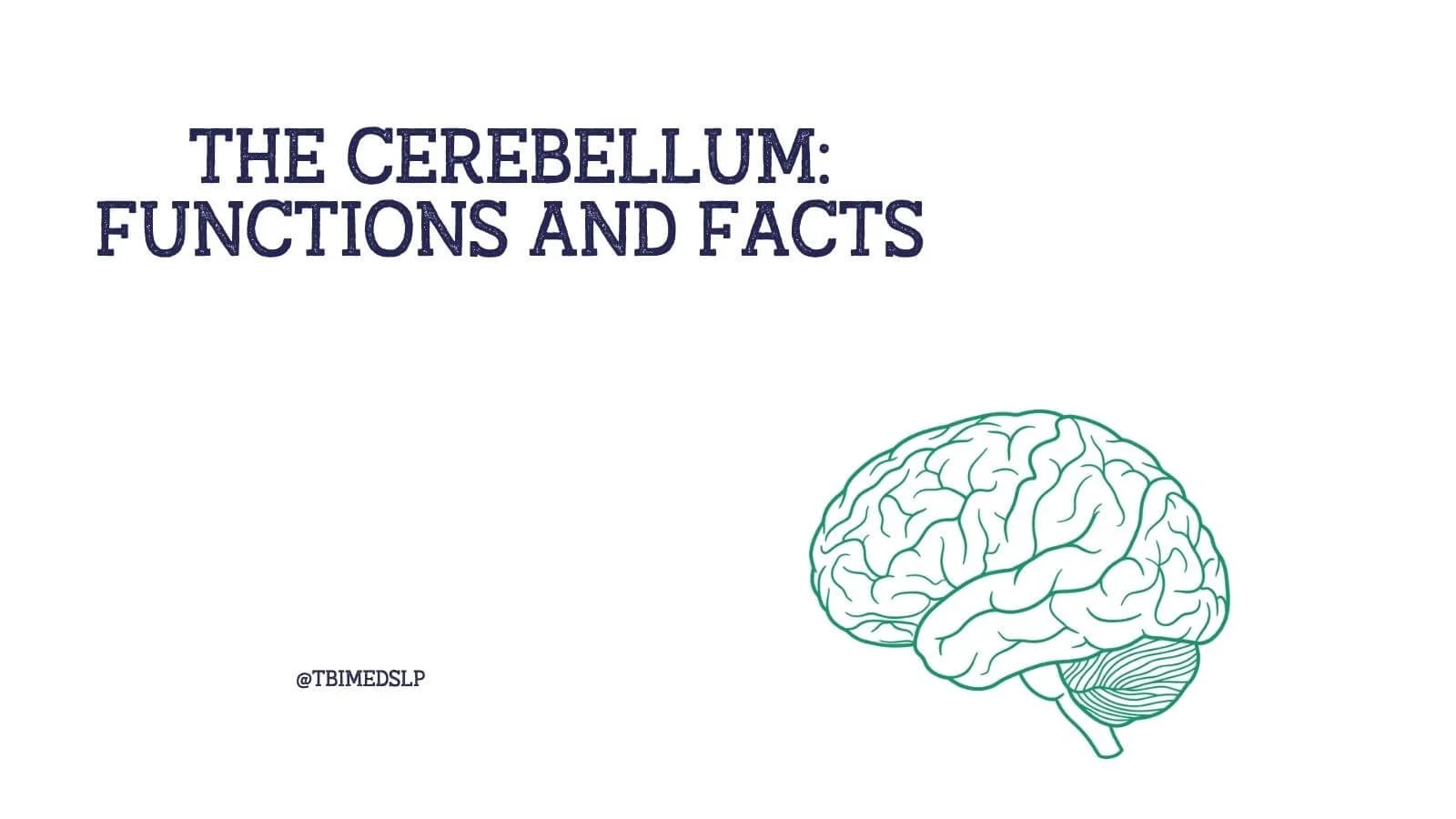 The Cerebellum: Functions and Facts