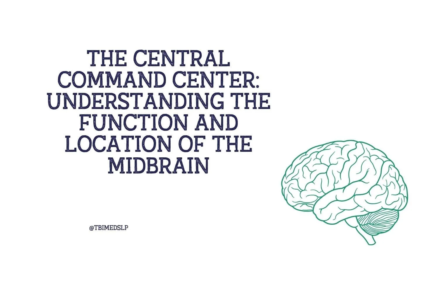 The Central Command Center: Understanding the Function and Location of the Midbrain