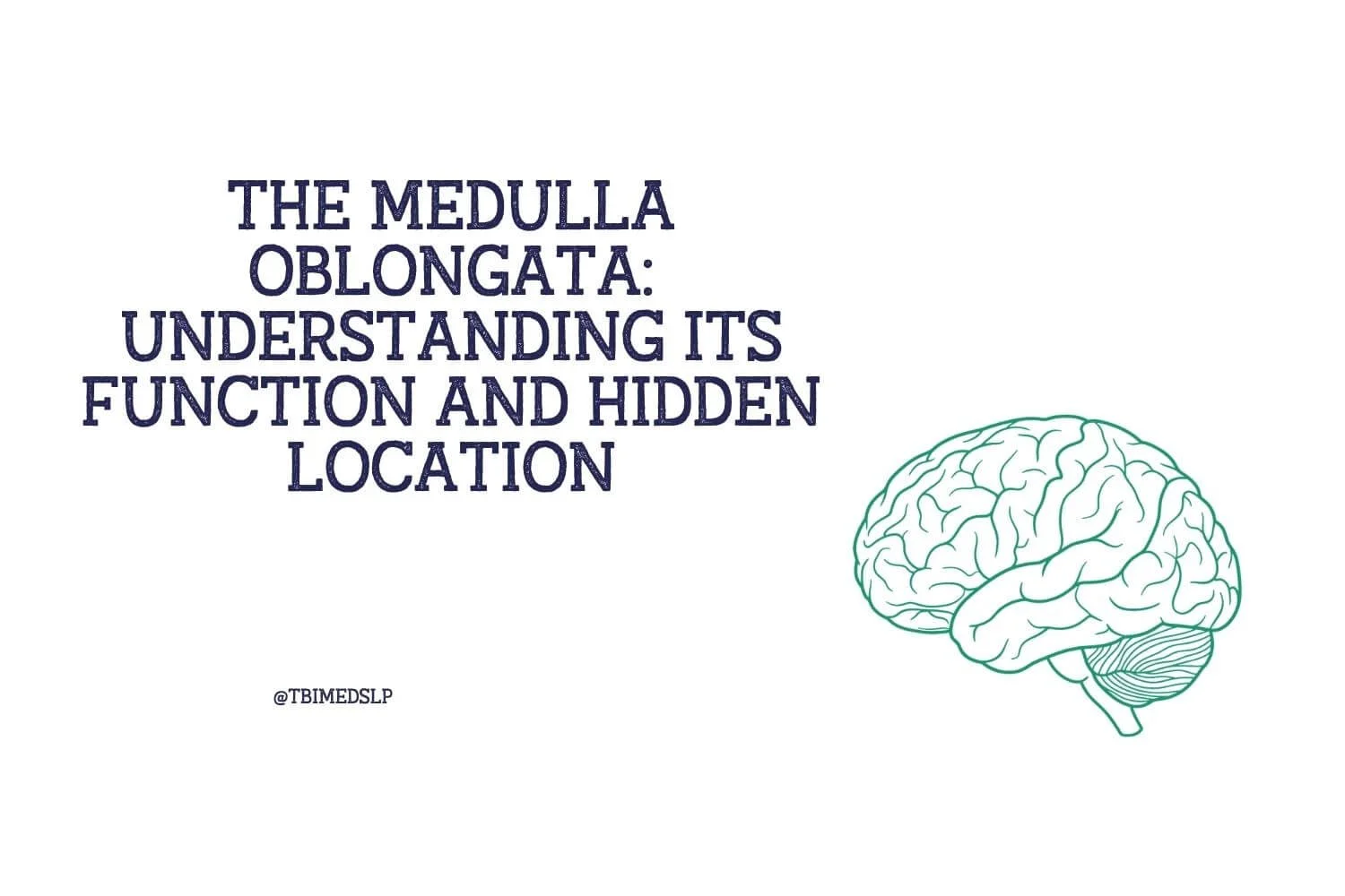 The Medulla Oblongata: Understanding its Crucial Function and Hidden Location