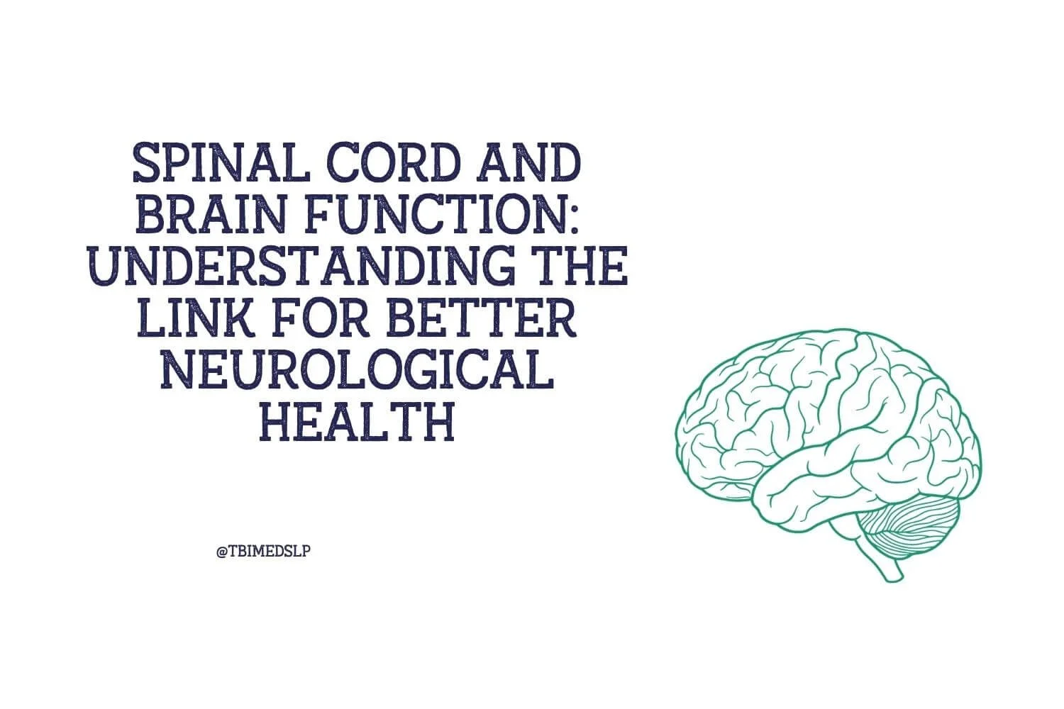 Spinal Cord and Brain Function: Understanding the Link for Better Neurological Health