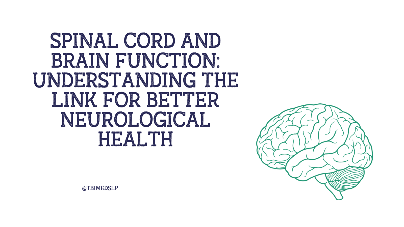 what do the brain and spinal cord do