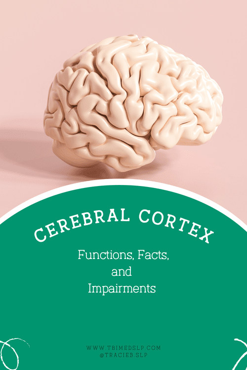 Cerebral Cortex: Function and Purpose — TBI MedSLP