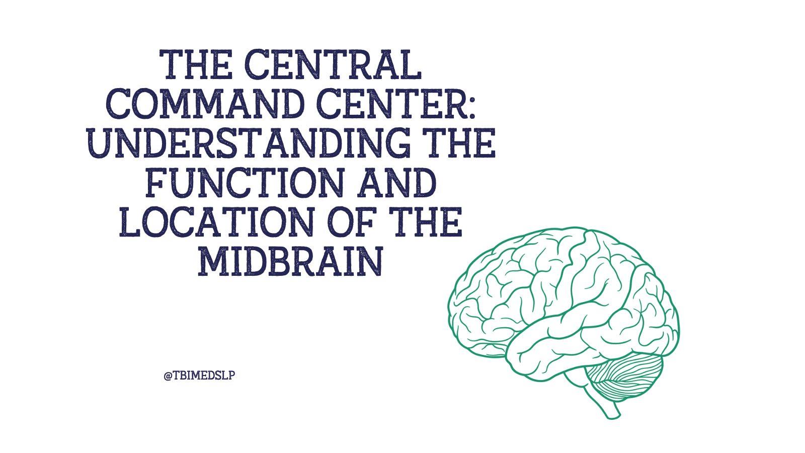 what is the function of the midbrain​