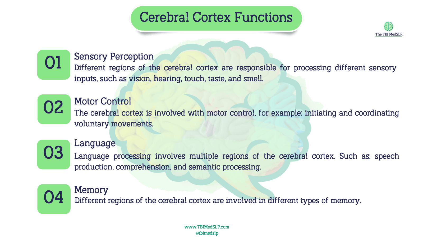 functions of the cerebral cortex brain