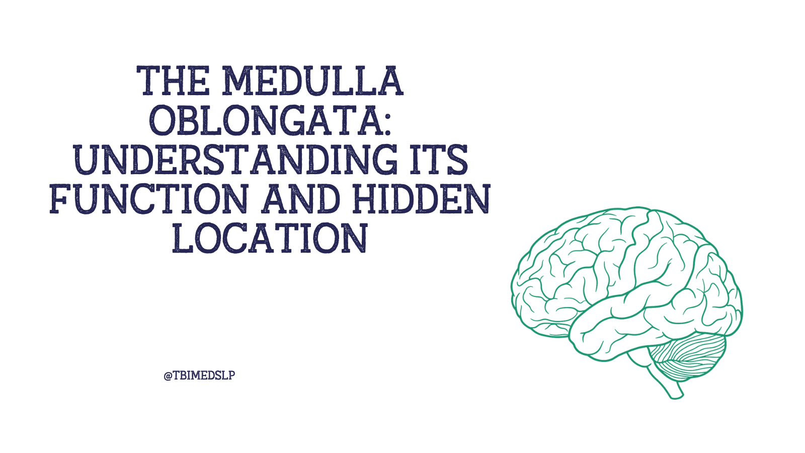 what is function of medulla oblongata