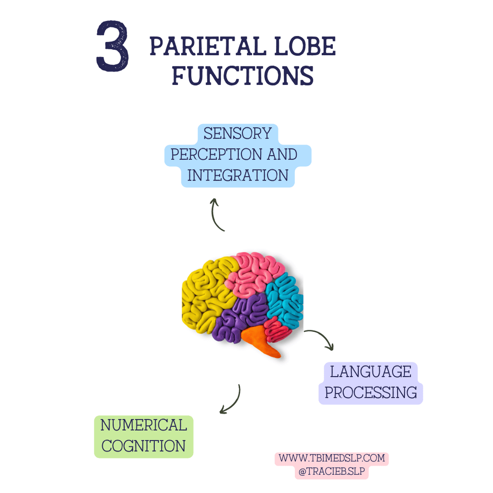 The Parietal Lobe: Function, Facts, and Impact of a TBI โ TBI MedSLP Biology Diagrams