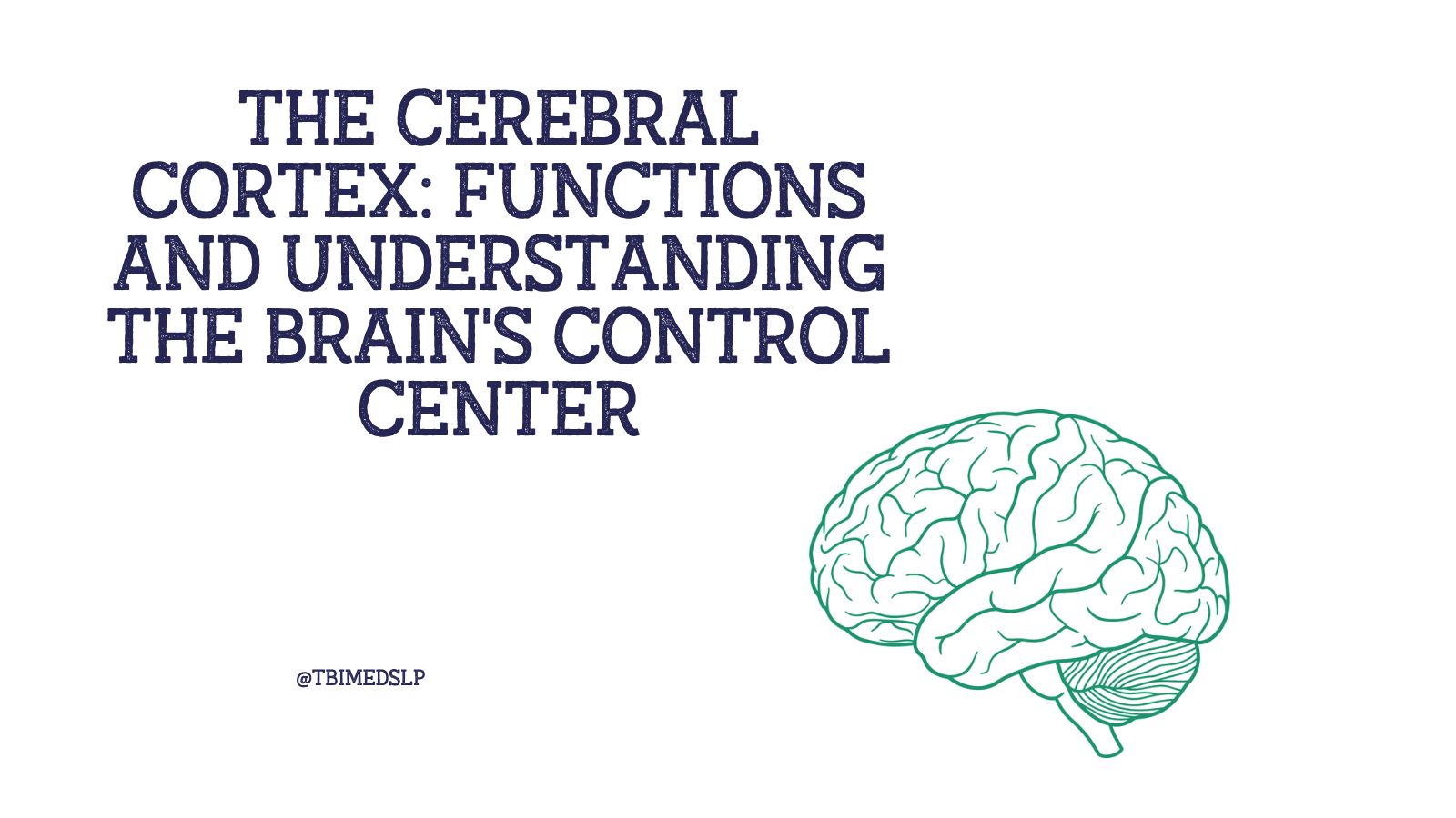 what is the function of the cerebral cortex