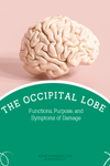 The Occipital Lobe: Function, Facts, and Impact of a Brain Injury — TBI ...