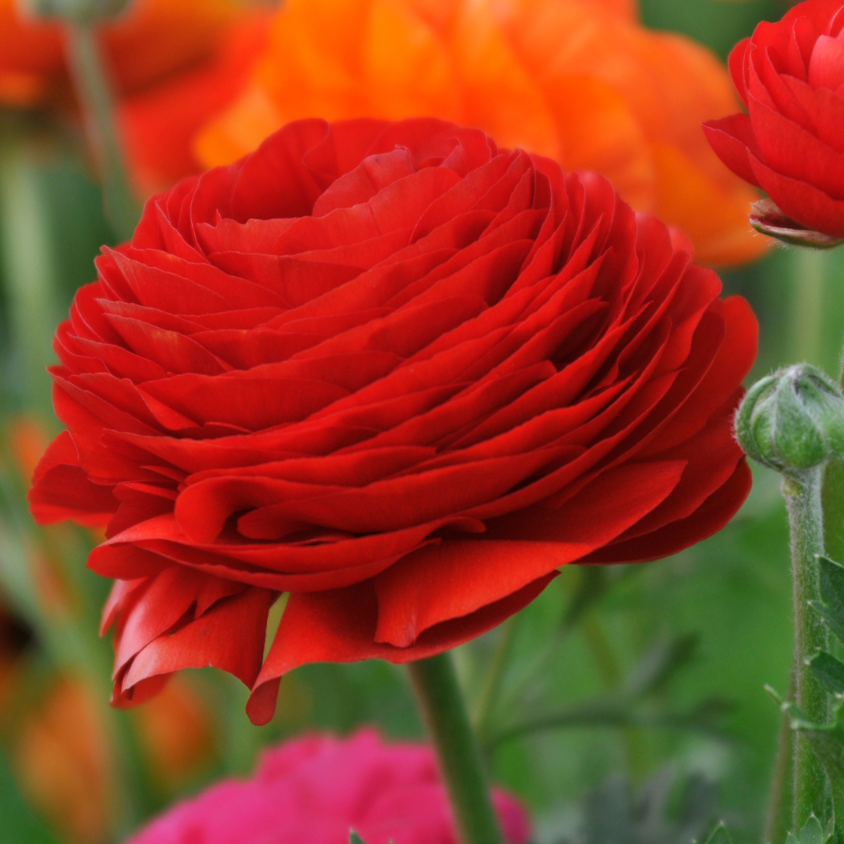 red ranunculus.png