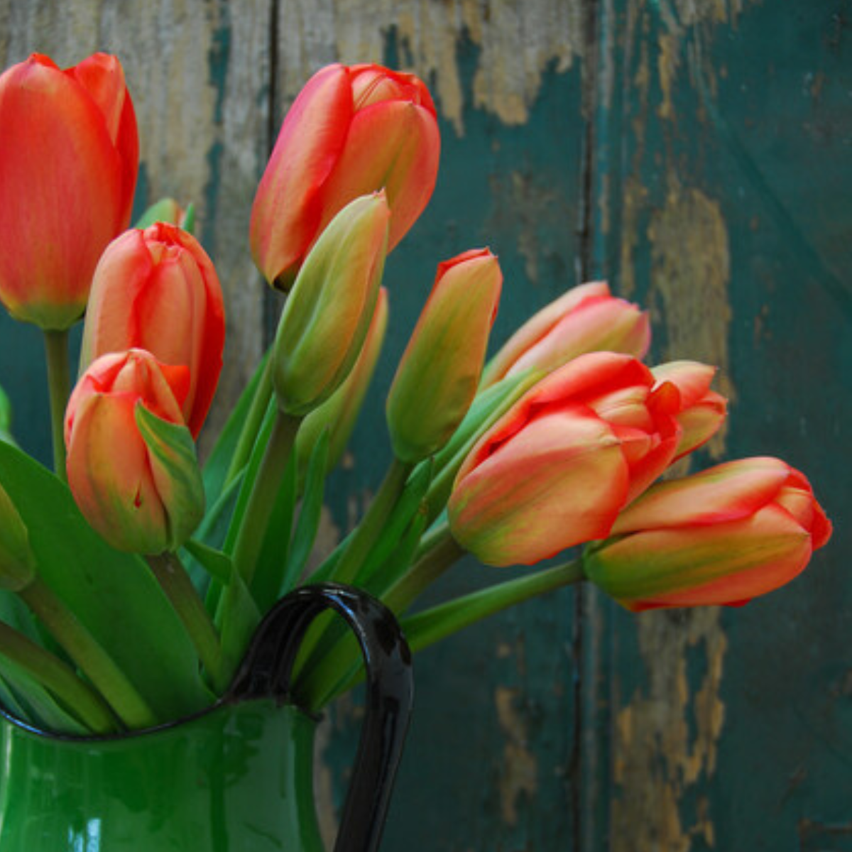 apeldoorn's elite tulip2.png