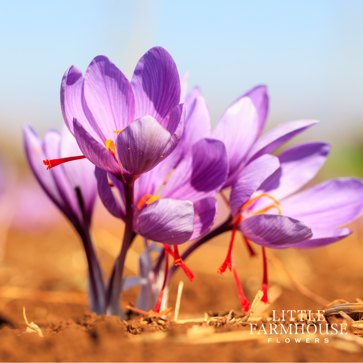 crocus sativus2.png