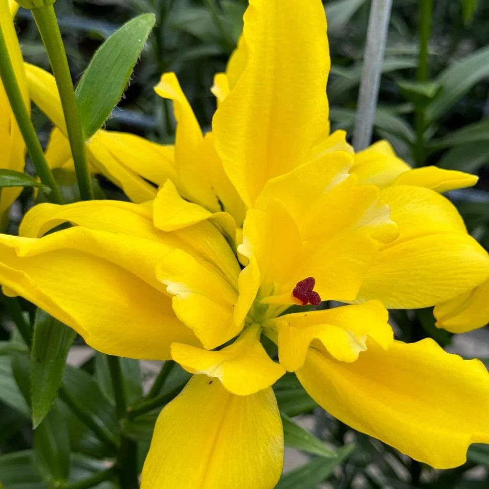 Snowboard Lily — little farmhouse flowers