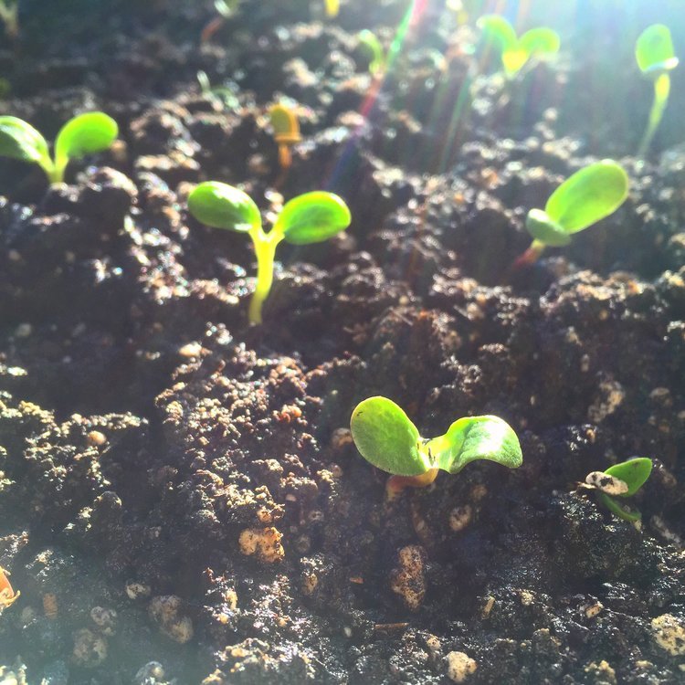 Preparing the Soil for Lupine Flower Planting