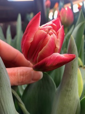 a 'columbus' ready for harvest