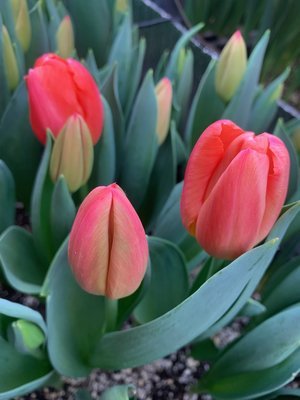 'ninja' tulips in the grow room