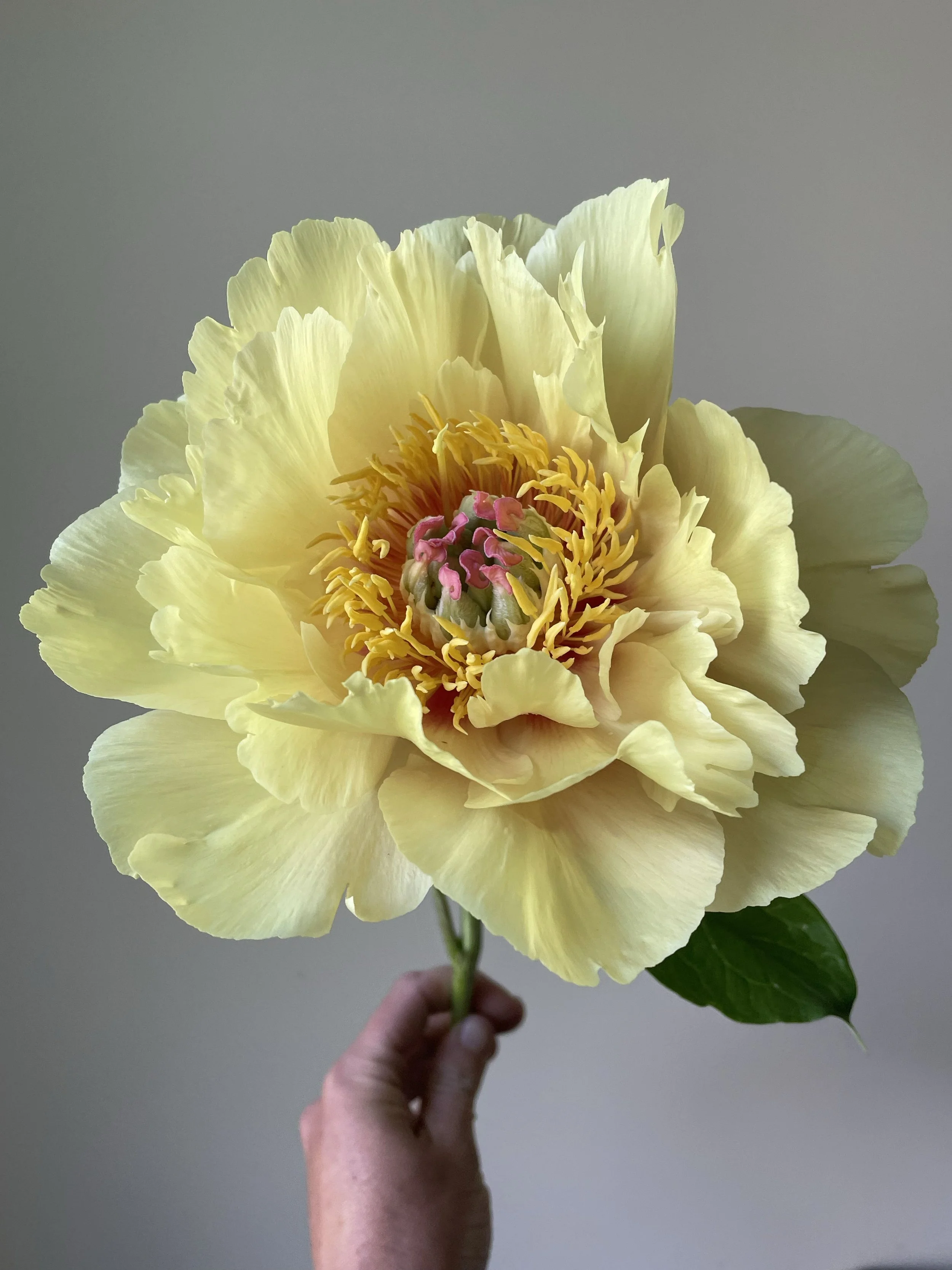 Garden Treasure
