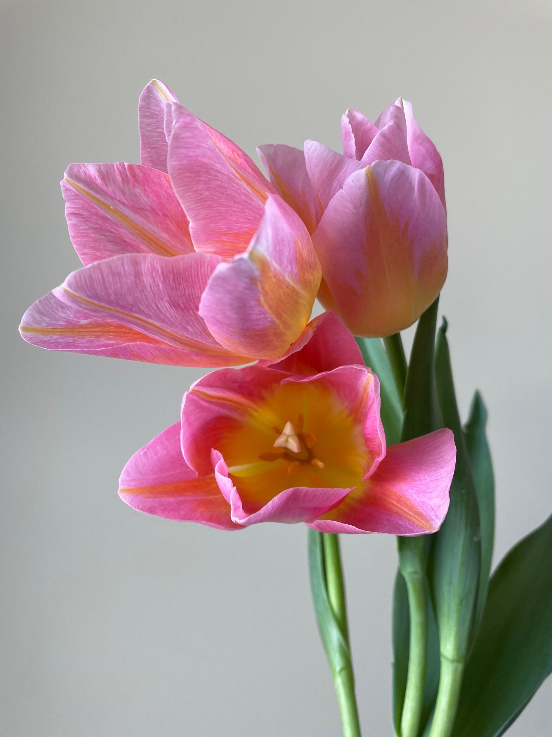 D451010D-FD6D-4A88-AE68-67B87EA0E7E0