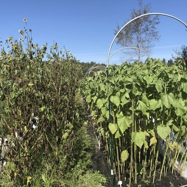 Low tunnel hoops raised for a late sunflower crop