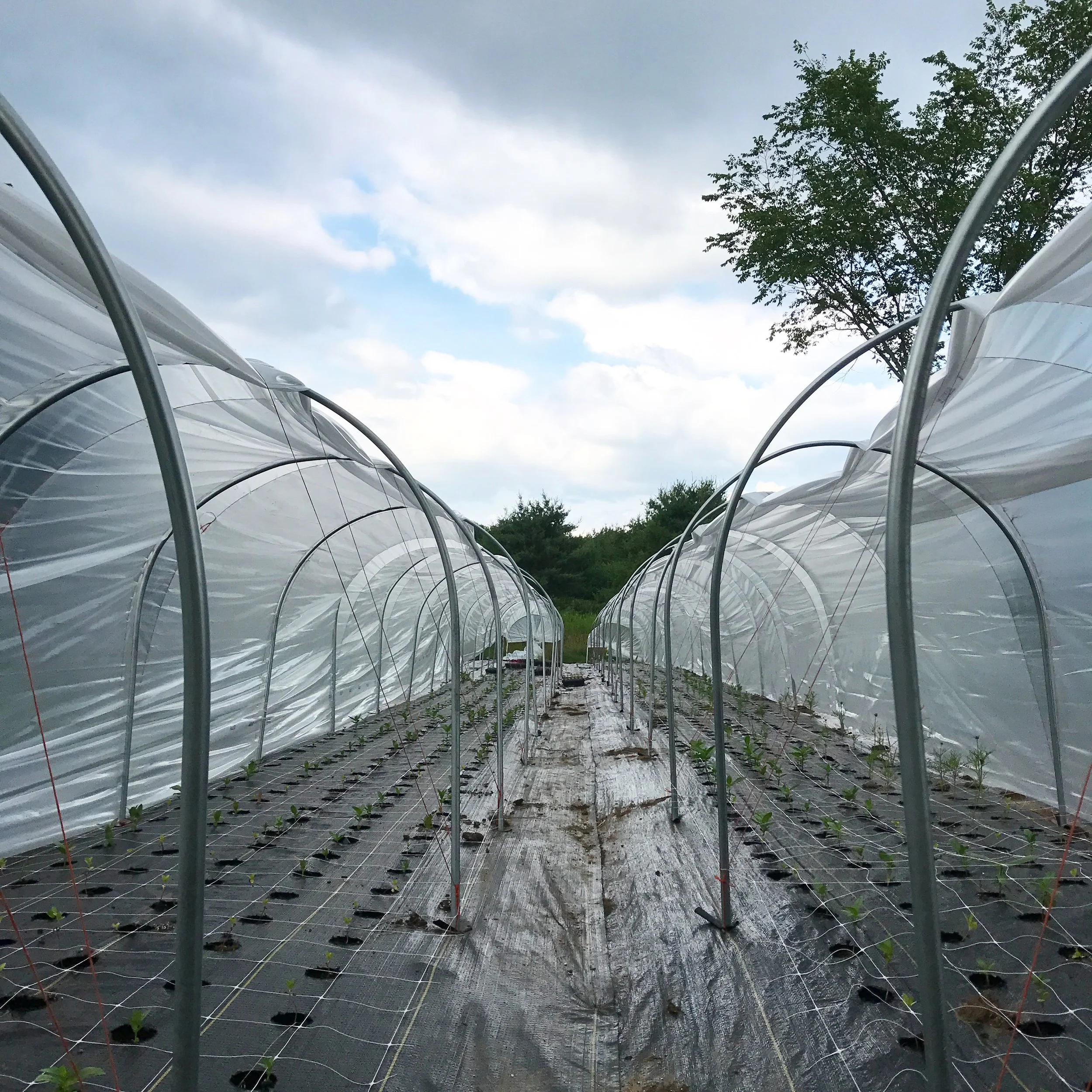 Low tunnels over prepared spring beds