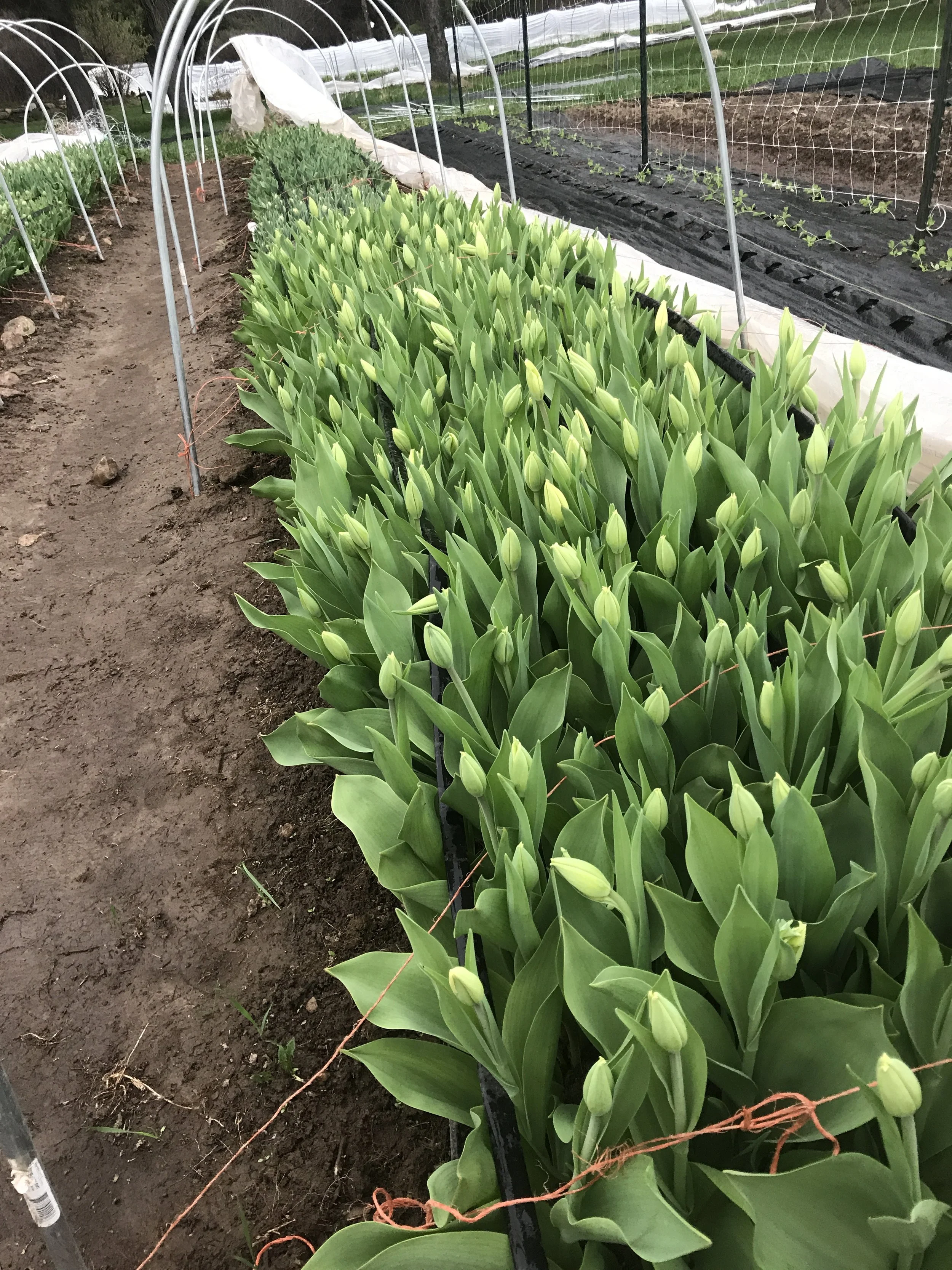 Tulip crop, blooming early with low tunnel protection