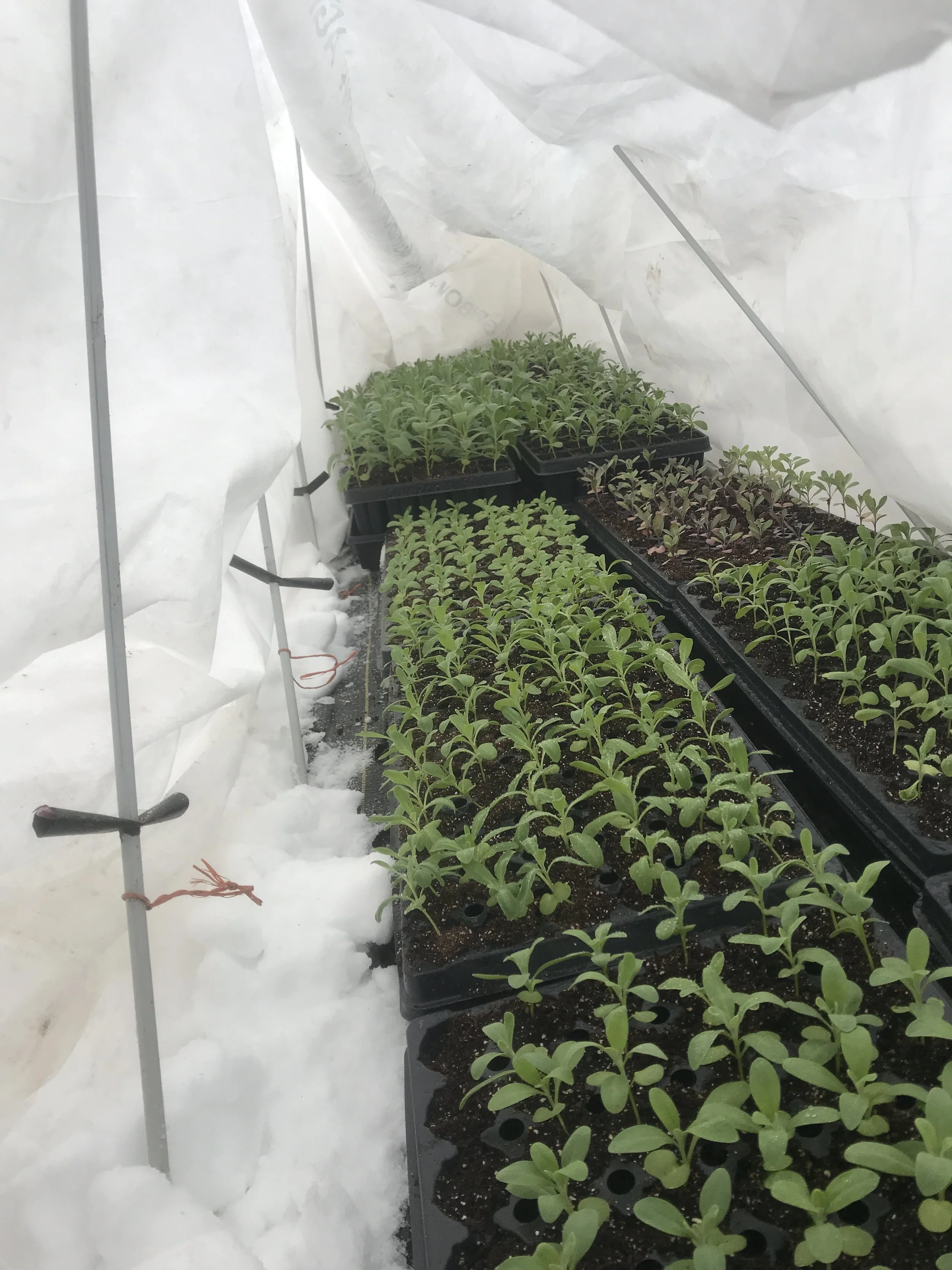 Cold hardy spring annual seedlings