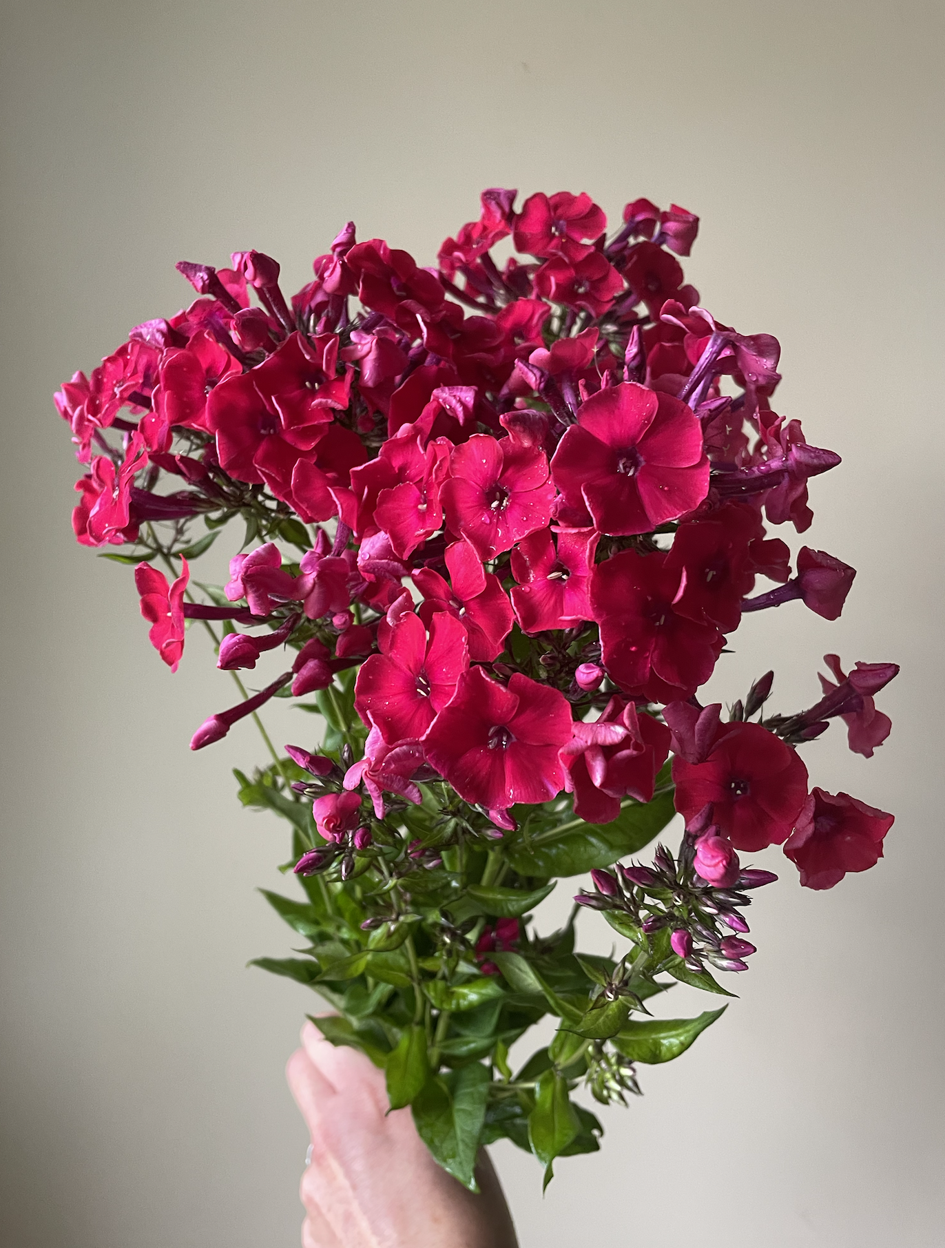 Screenshot 2023-07-13 at 11.06.16 AM.png