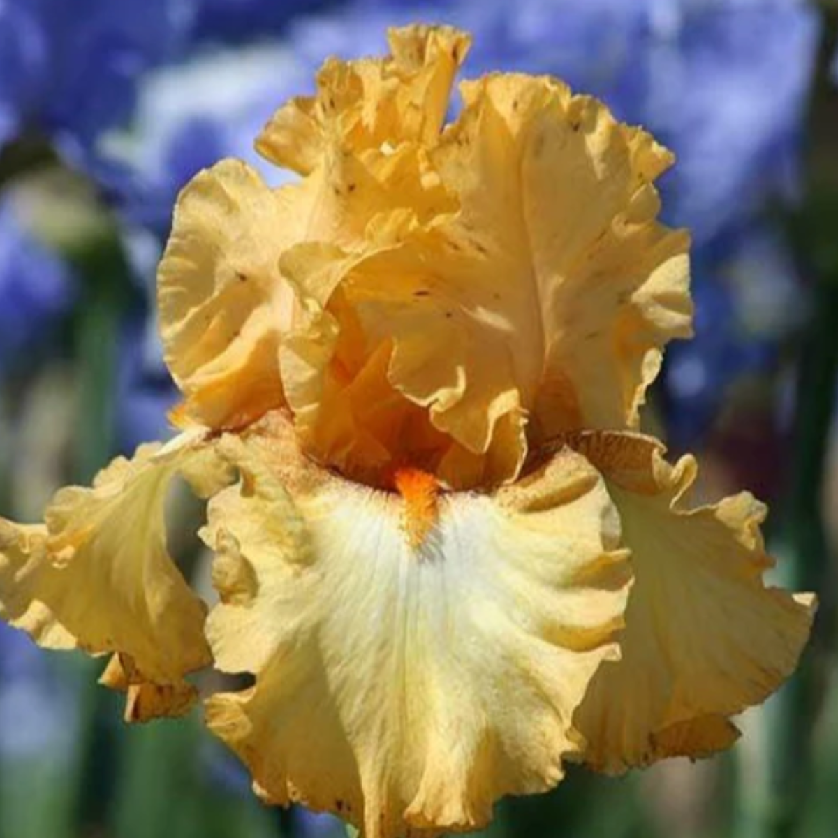 Iris butterlicious ABC.png