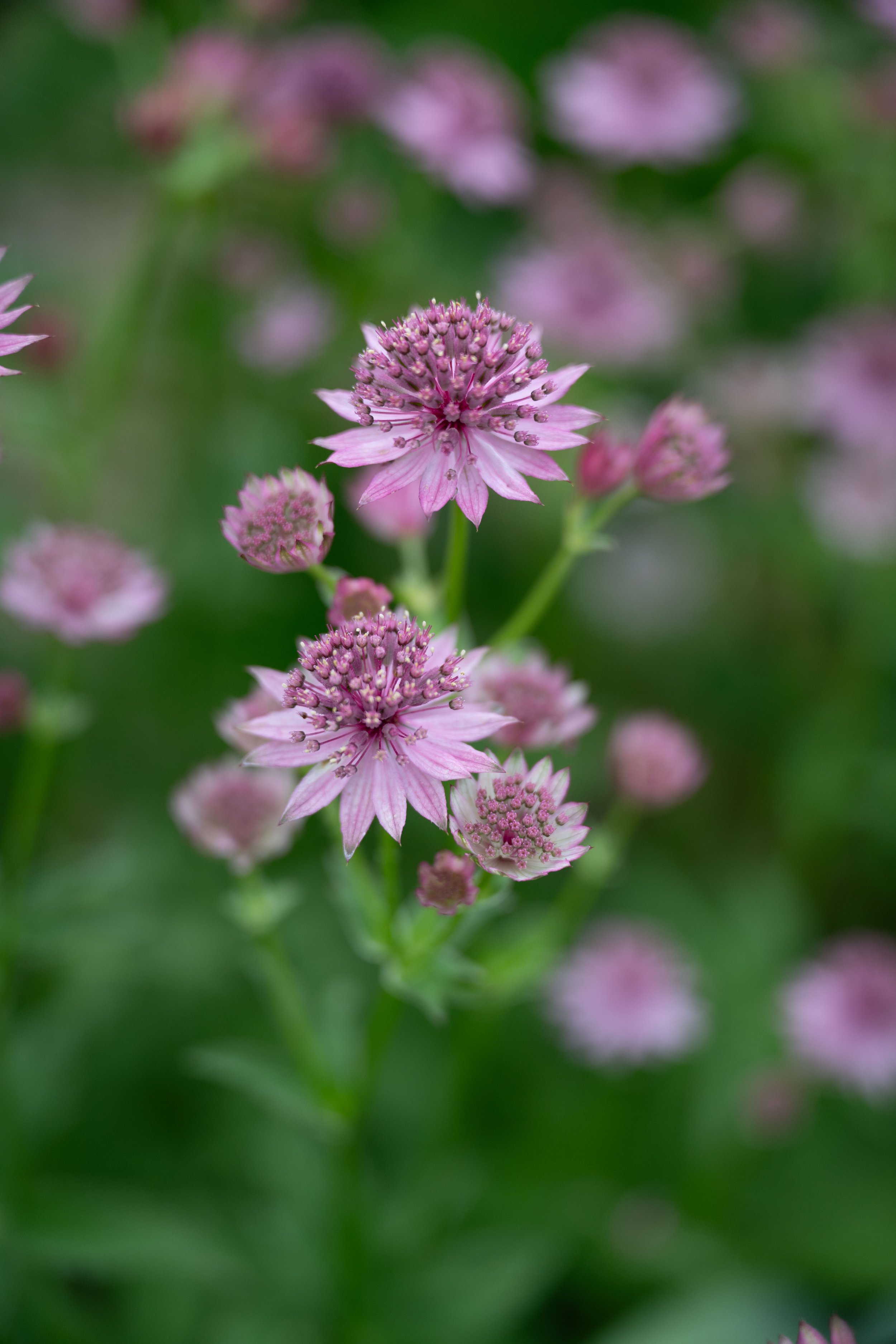 Astrantia