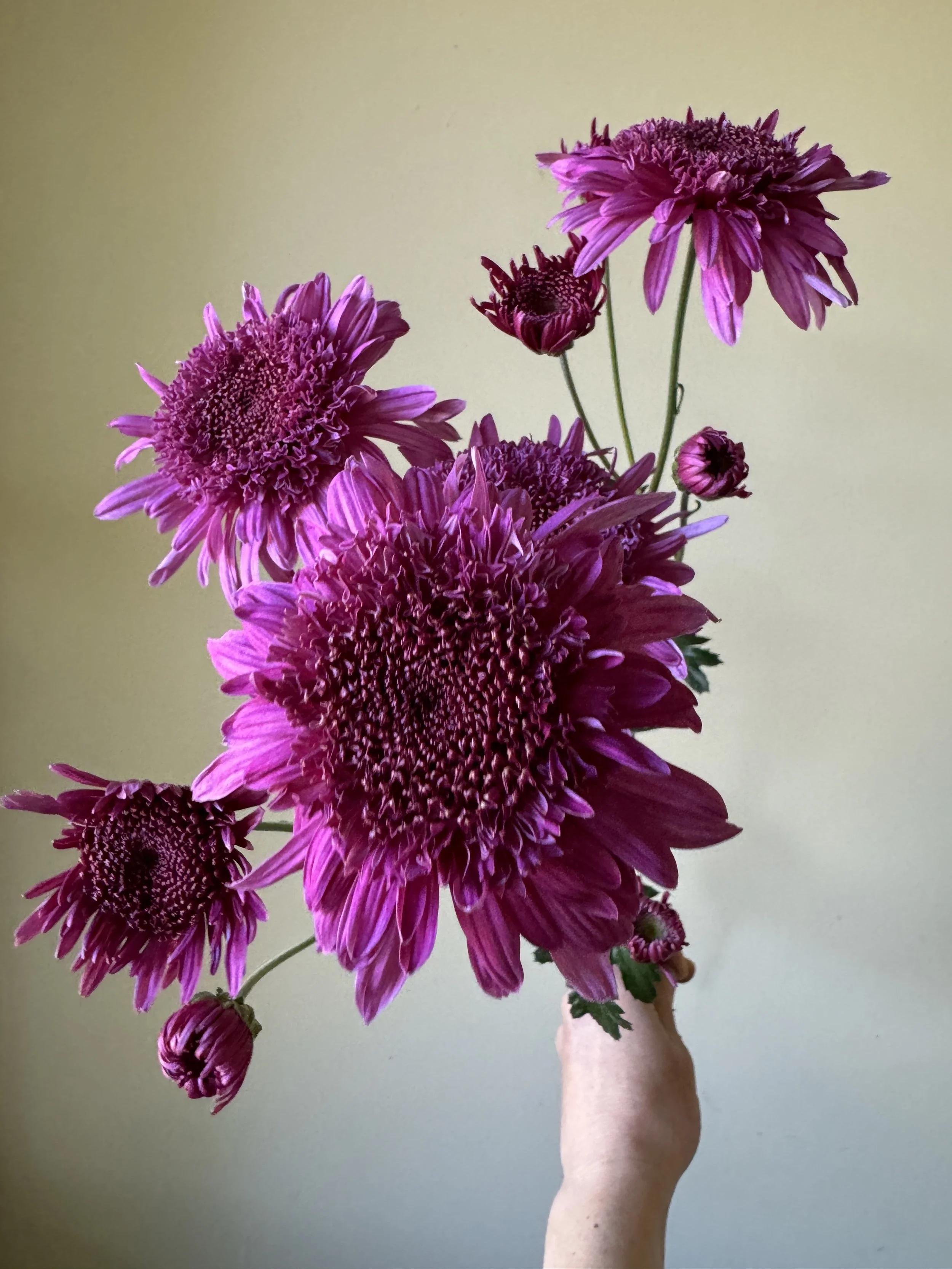 Purple Light