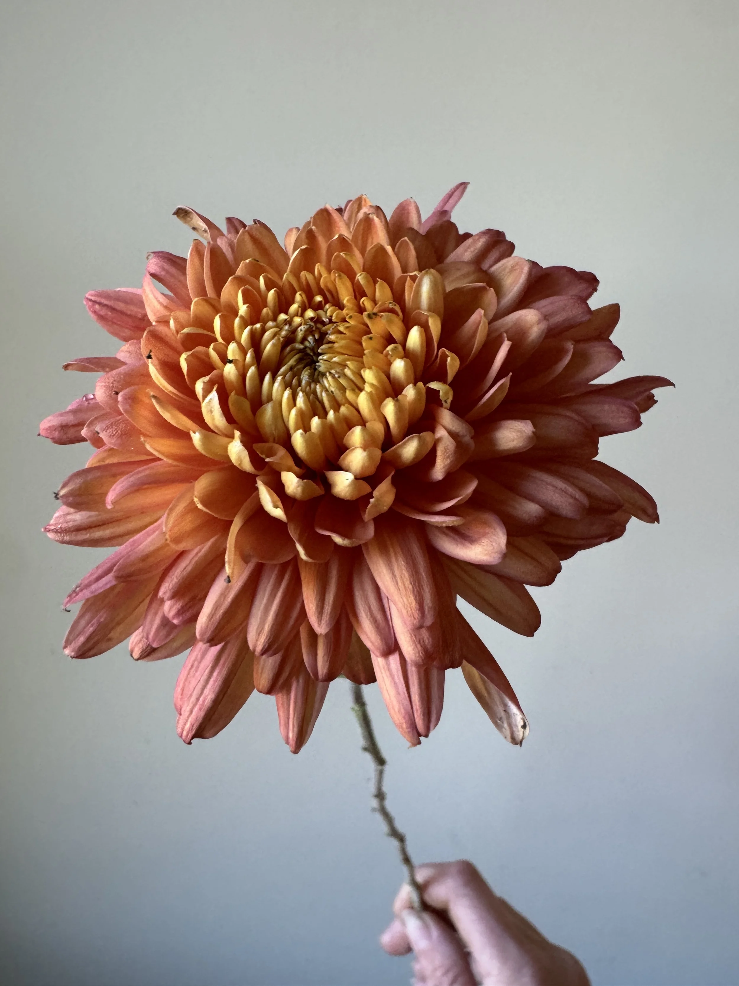Coral Cavelier