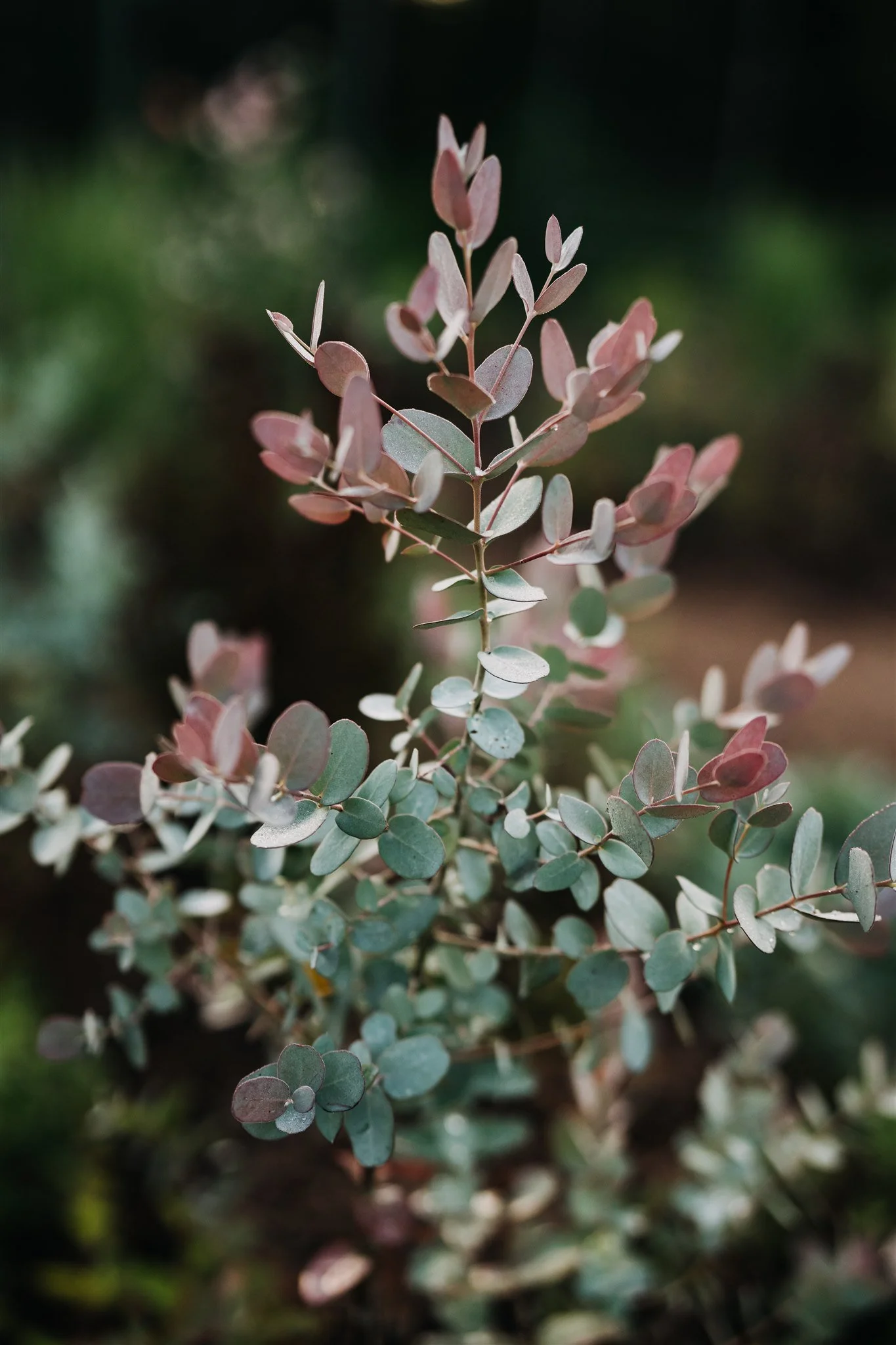 Overwintering &amp; Pruning Container Grown Eucalyptus